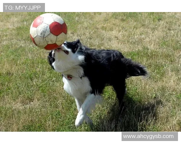 动物世界的足球明星们如何在绿茵场上展现非凡才华与魅力 动物世界的足球明星们如何在绿茵场上展现非凡才华与魅力